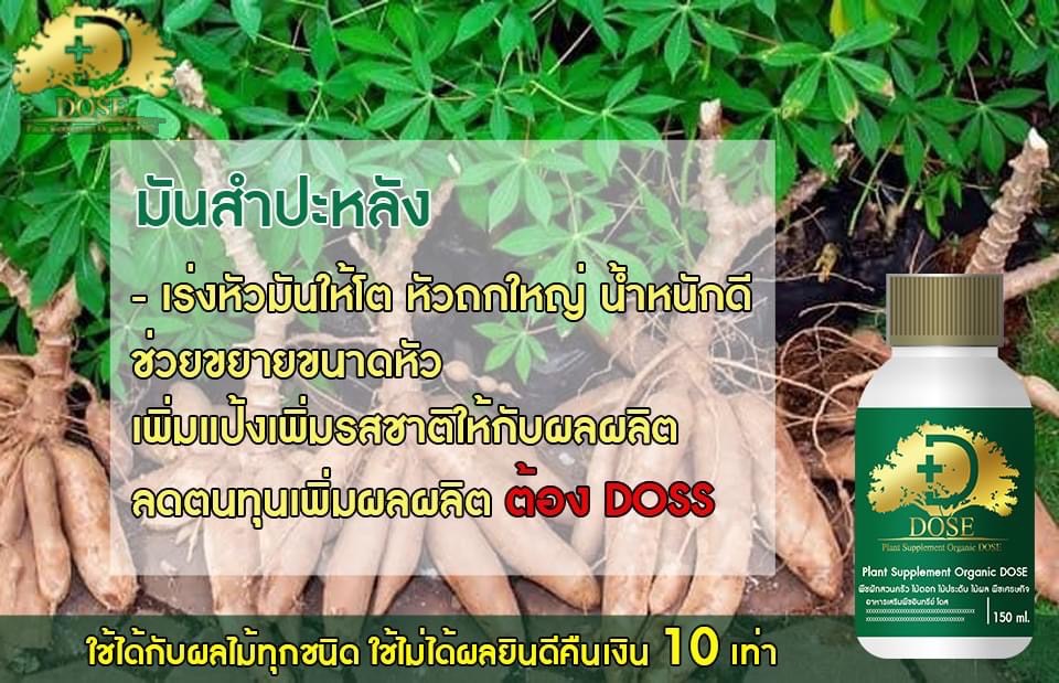 โดส ใช้กับมันสำปะหลัง